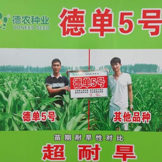 夏邑县德单5号玉米种子 常规种 ≥90% 