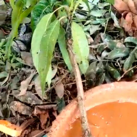 灵山县金煌芒果苗 