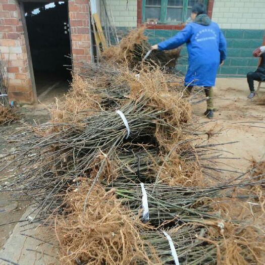 瑞昌市吴茱萸苗 江西纯中花苗