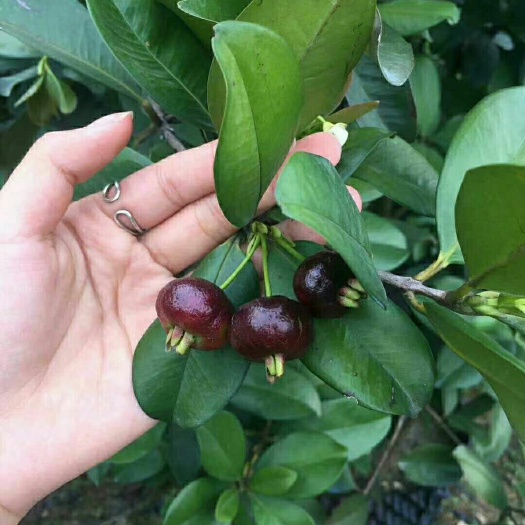 灵山县巴西樱桃苗