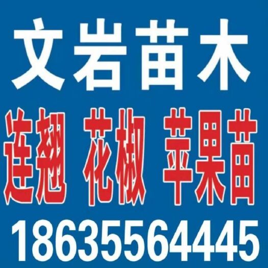 绛县大五棱山楂树苗 