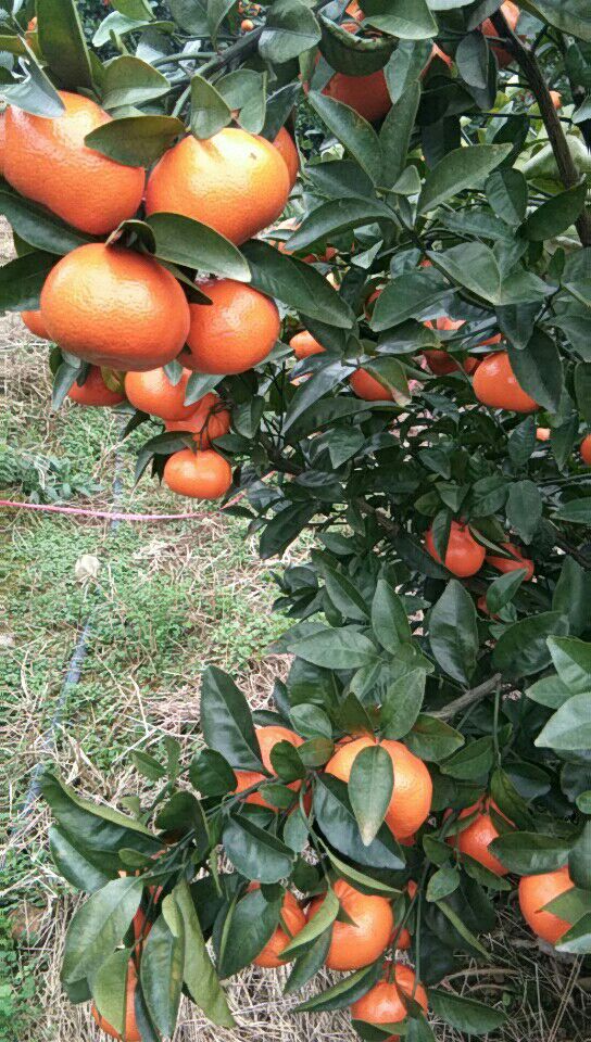 w默科特 统货 2 - 3两 