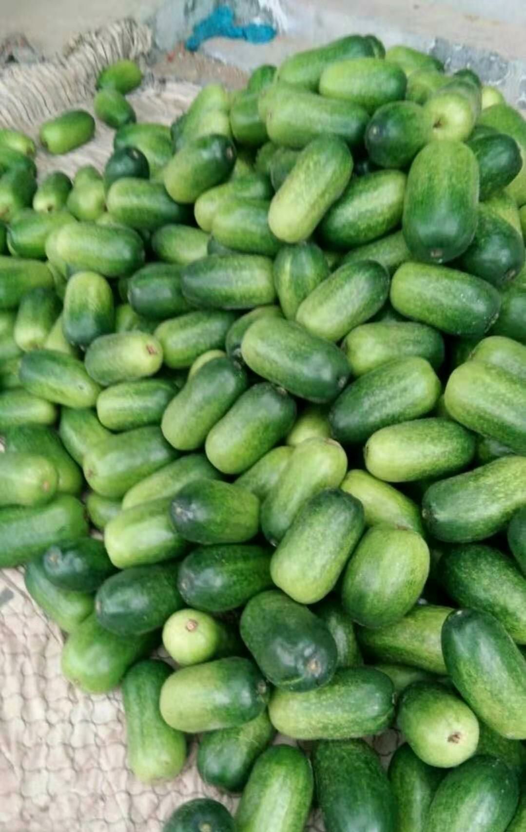  绿皮小冬瓜  一串玲冬瓜  单个重2.5斤以上