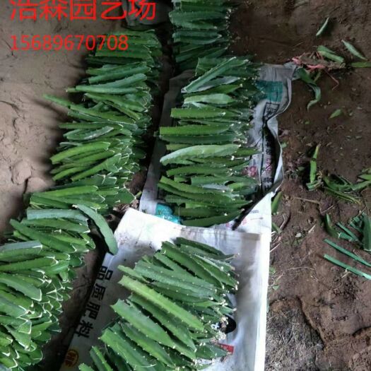 泰安红心火龙果苗 