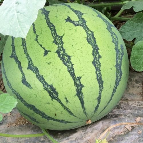 太和县麒麟西瓜 6斤打底 8成熟 1茬 有籽 6斤打底