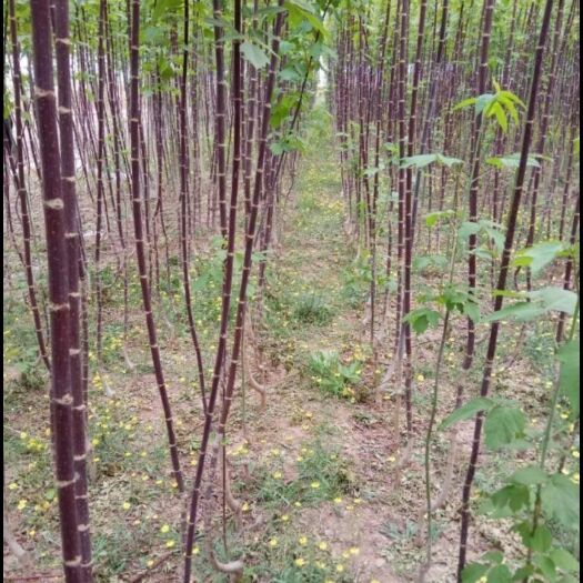 沭阳县茶条槭种子  林木种子