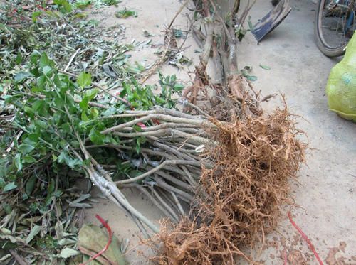 鸡心黄皮苗  嫁接苗，第二年挂果