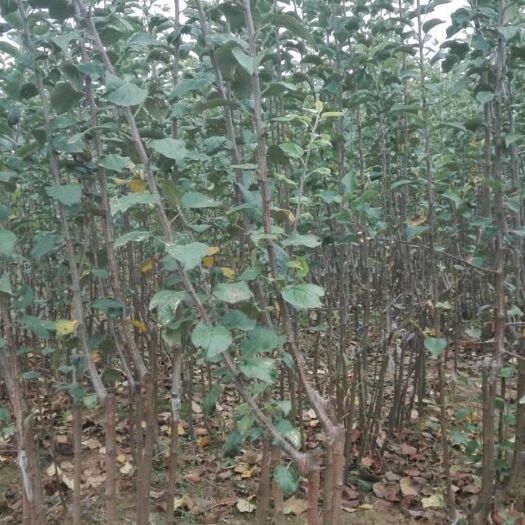绛县红富士苹果苗 1~1.5米 