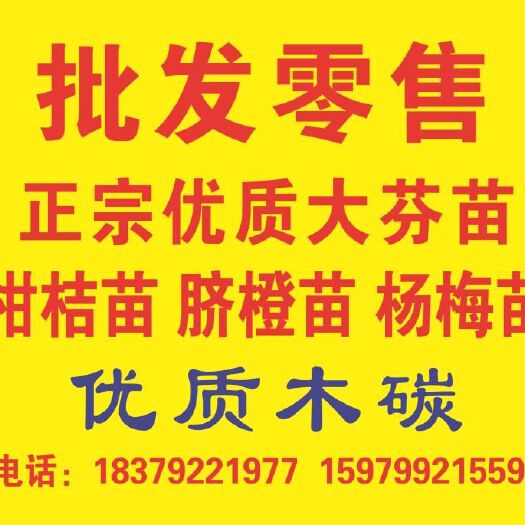 大分一号柑桔苗 嫁接苗 1~1.5米 