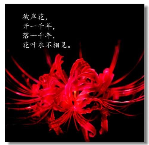 镇巴县曼珠沙华盆栽