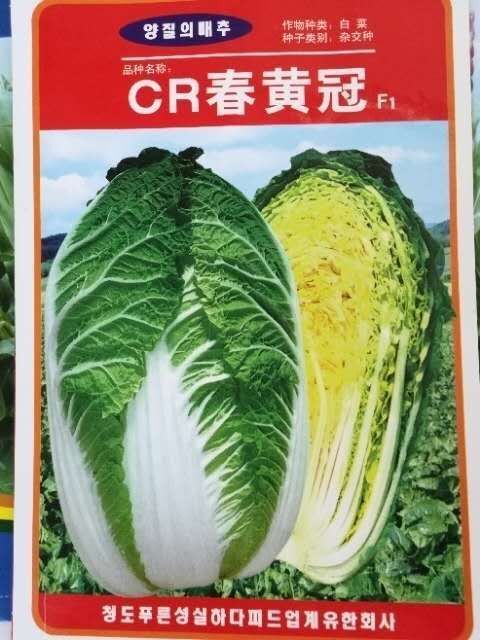 扶沟县黄心白菜种子  春黄冠白菜种~抗根肿病能力强早熟生育期60天