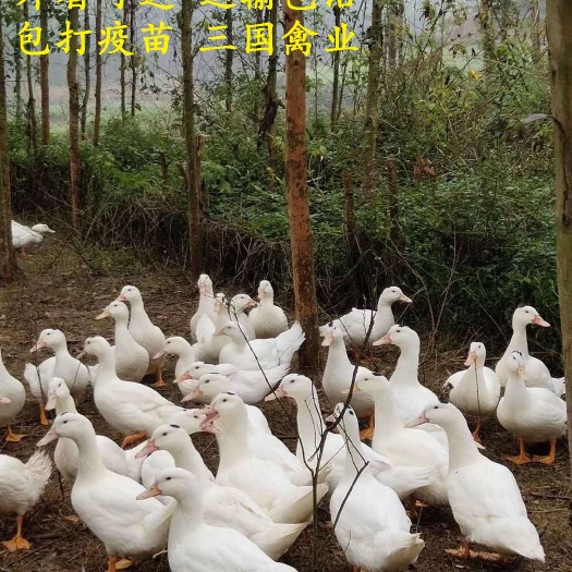 南宁一点头鸭苗 外省可达，运输包 活