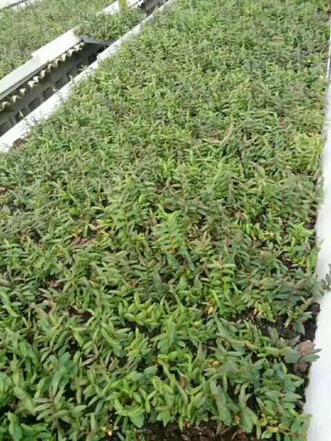 江华县铁皮石斛种苗  优质铁皮石斛苗