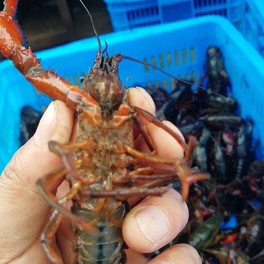 芜湖清水小龙虾 5-7钱 人工养殖 