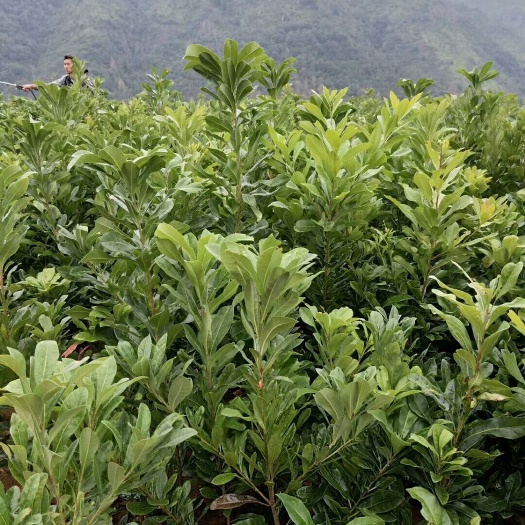 阳朔县东魁杨梅树苗