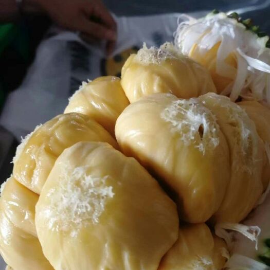 灵山县榴莲蜜树苗