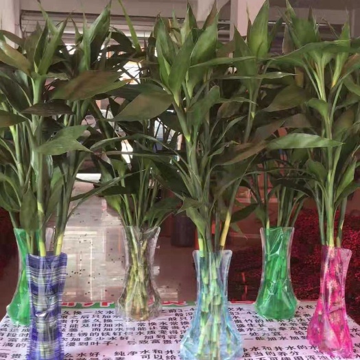海口富贵竹笼  富贵竹