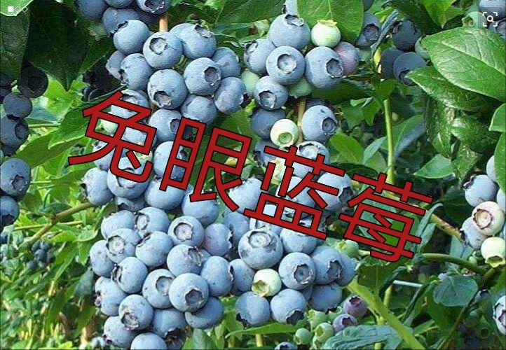 平邑县兔眼蓝莓苗 