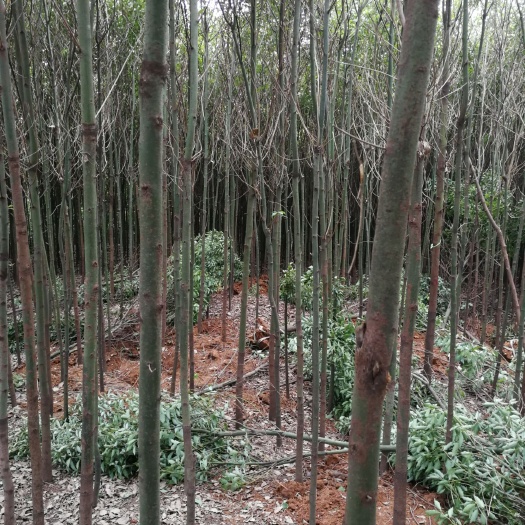 枝江市小叶樟 