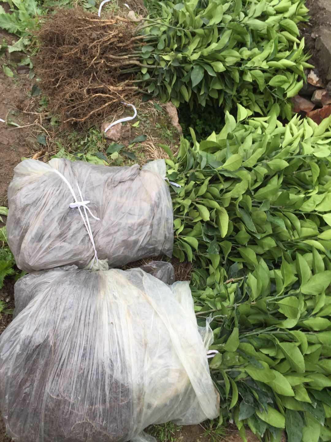 云南蜜桔苗产地在哪里(云南蜜桔在什么地方)