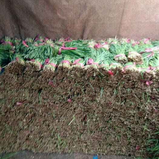 莘县大叶韭菜 头茬 30~35cm 