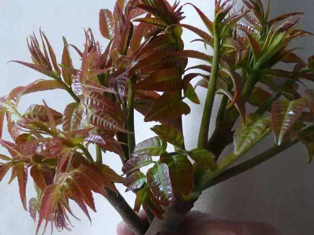 红香椿芽 6~9cm 