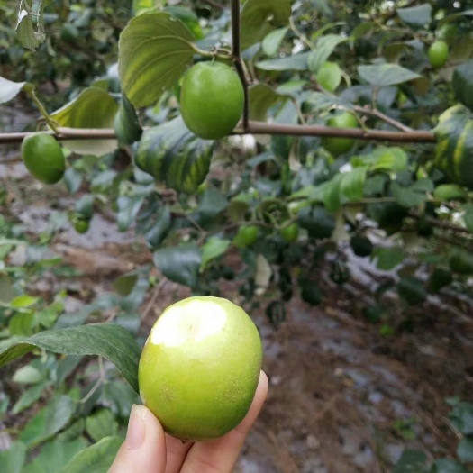 灵山县青枣苗