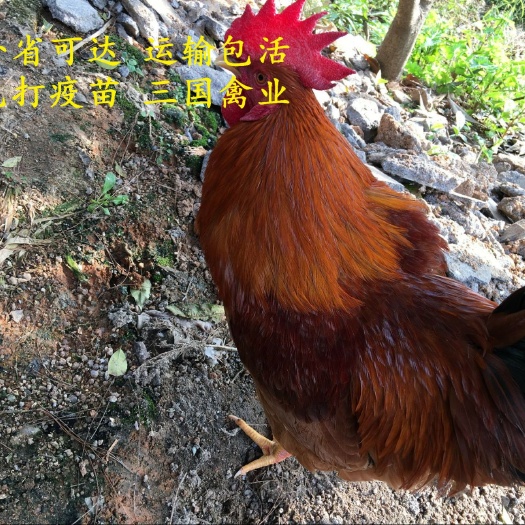 南宁土鸡苗 灵1.5，外省可
