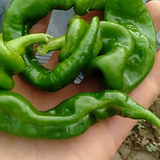 钦州螺丝椒 10~15cm 微辣 靑色 