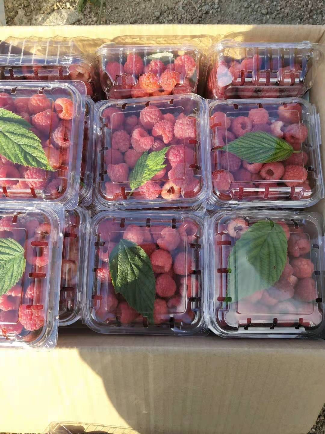 宾县红树莓 冻果 