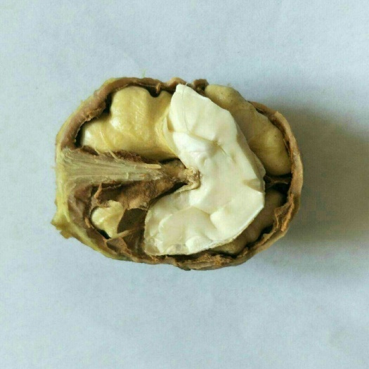 平邑县 核桃苗  嫁接核桃苗  纸皮核桃苗