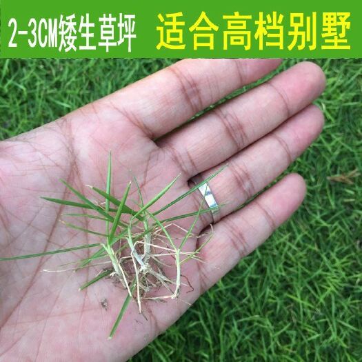 沭阳县草坪种子 