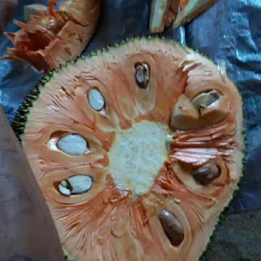 灵山县红肉菠萝蜜苗