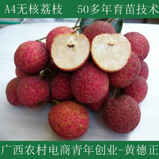 灵山县无核荔枝苗