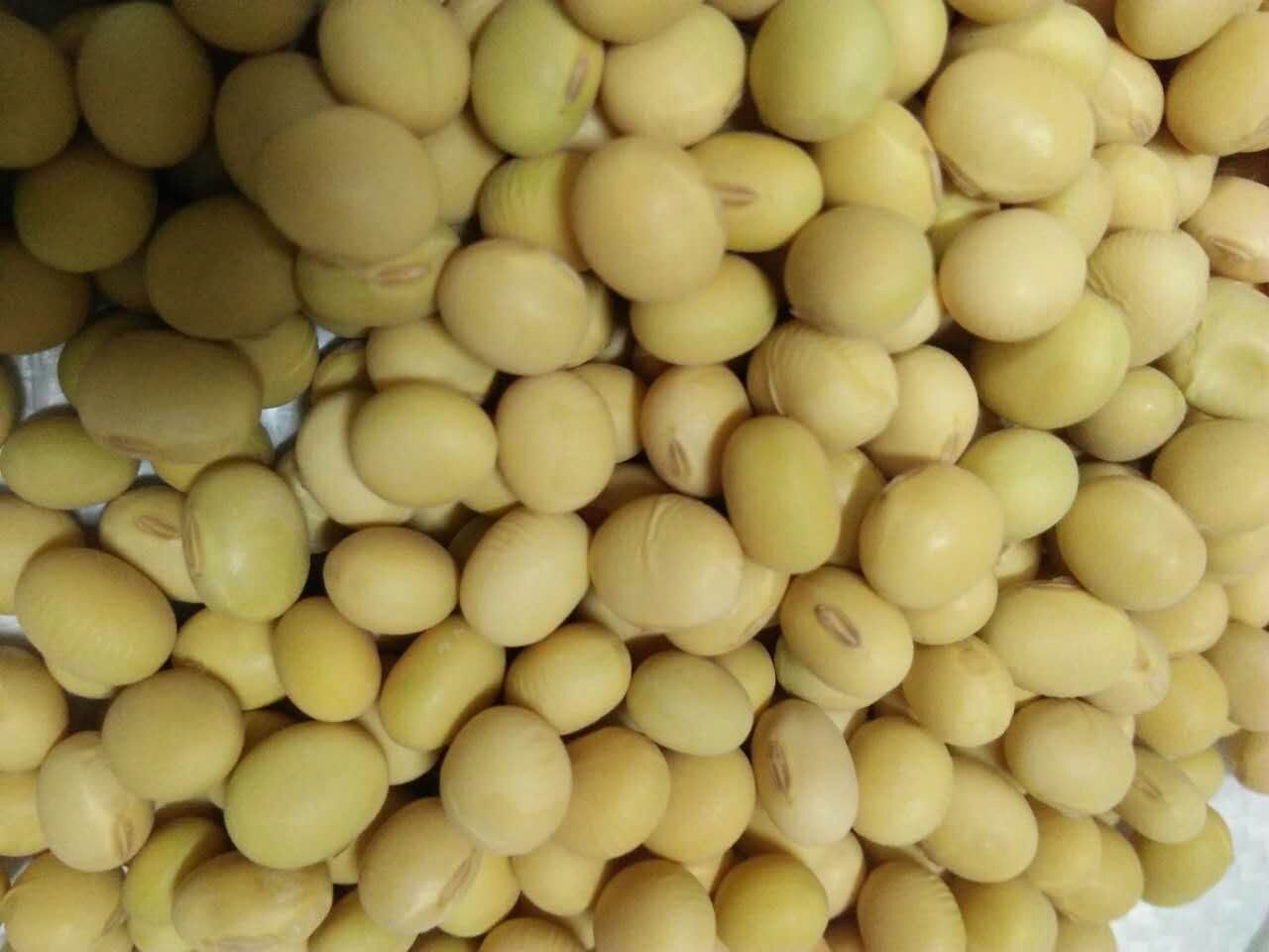 濟南黃豆種子 大田用種 ≥99% ≥95% ≤7%