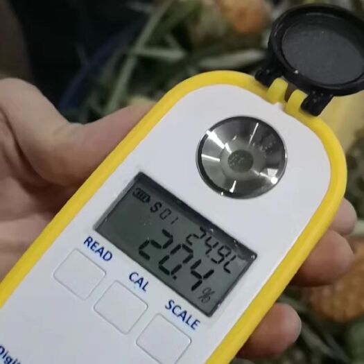 滕州市金皇后菠萝 1.5 - 2斤 