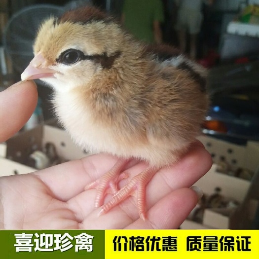 广州清远麻鸡苗 母