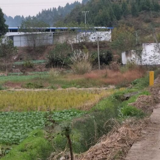 中江县厂房 出租 5~10年 50亩以下 