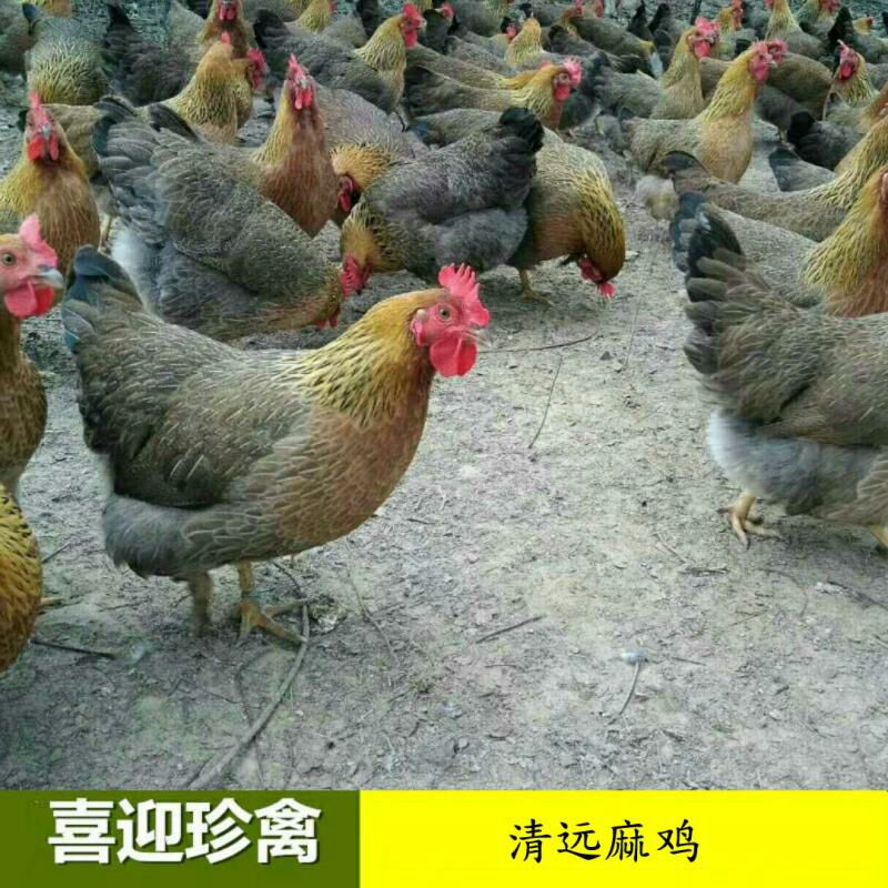 清远麻鸡苗 母