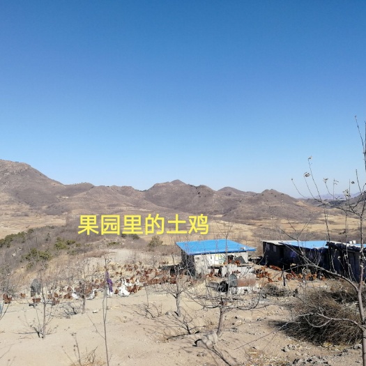 丹东土鸡蛋 食用 简包装 
