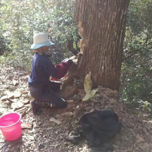 长汀县百花蜜 玻璃瓶装 98% 2年以上 