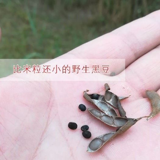 双辽市 古老原物种，天然野大豆
调衡稳代谢，精华营养源