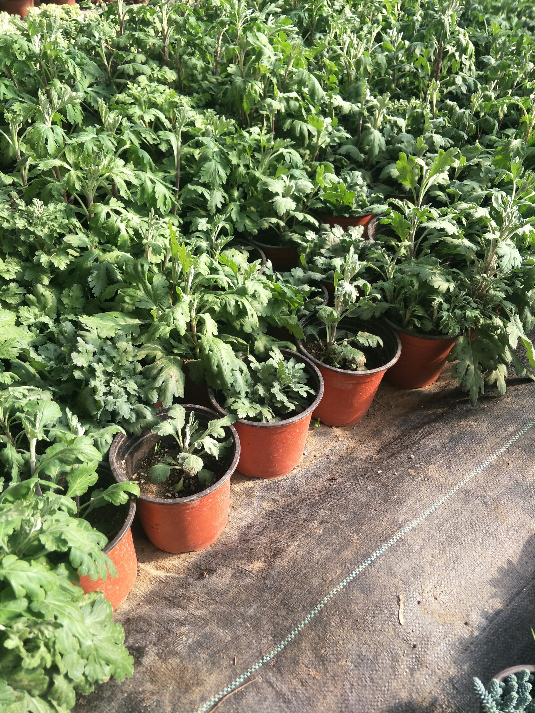 秋菊苗 大菊花，有标签的2块钱1盆，没有标签的1块钱1盆，一盆都多颗