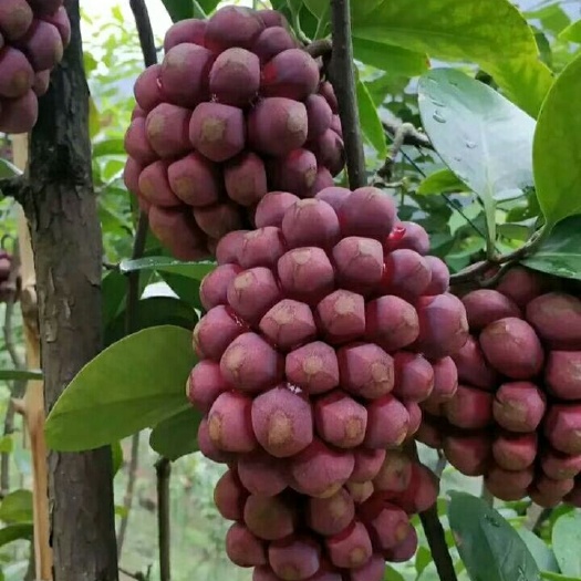 灵山县粉红黑老虎苗