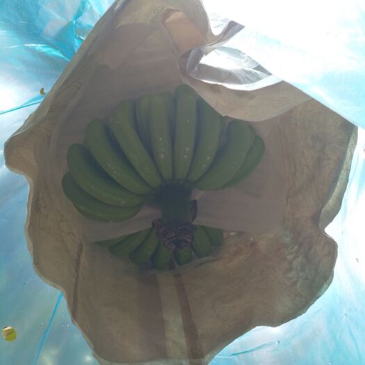 昆明威廉斯香蕉 七成熟 