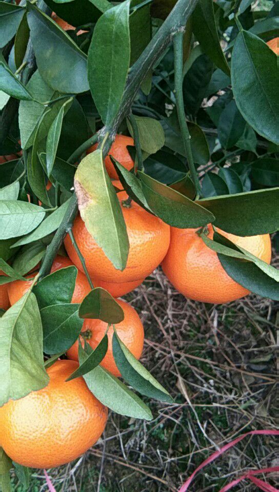 w默科特 统货 2 - 3两 