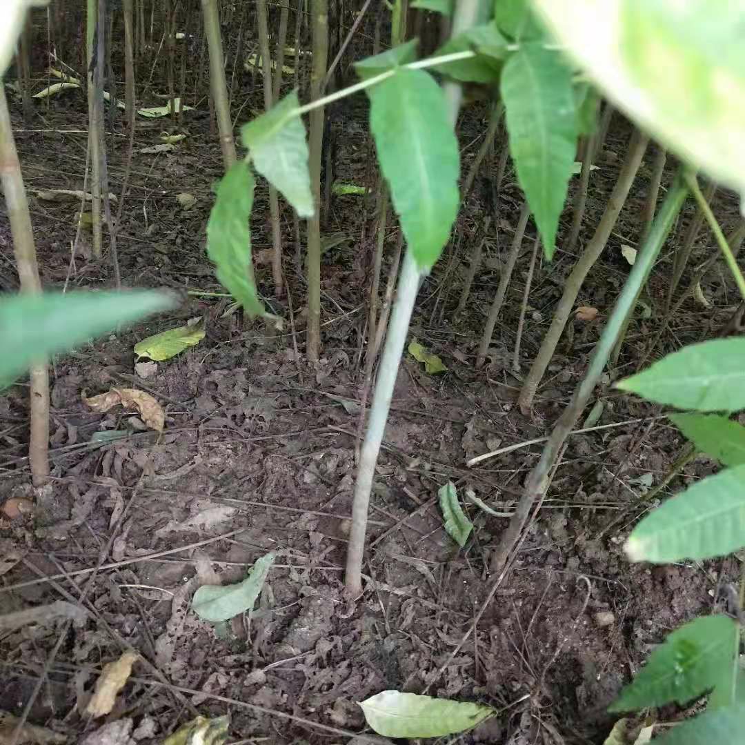 红油香椿苗 2公分以下 