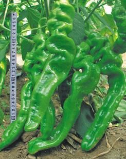 螺丝辣椒苗 8～10片真叶