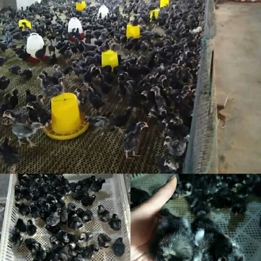 汶上县芦花鸡苗 统货 提供养殖技术