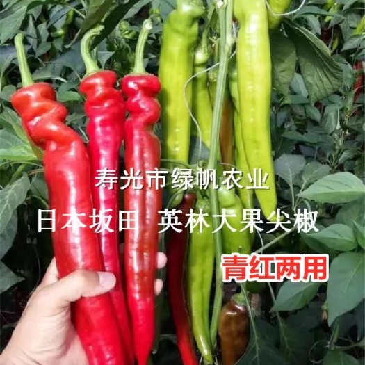 寿光市羊角椒苗 日本坂田 英林大果尖椒 红绿果